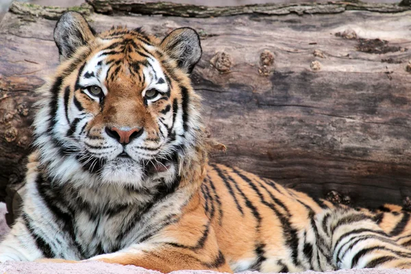 Сибирский тигр (Panthera tigris altaica) лежит — стоковое фото