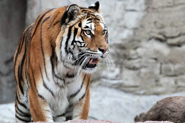 Сибирский тигр (Panthera tigris altaica) ищет — стоковое фото