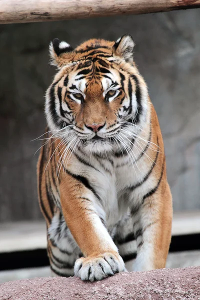 Tigre siberiano (Panthera tigris altaica) acercándose — Foto de Stock