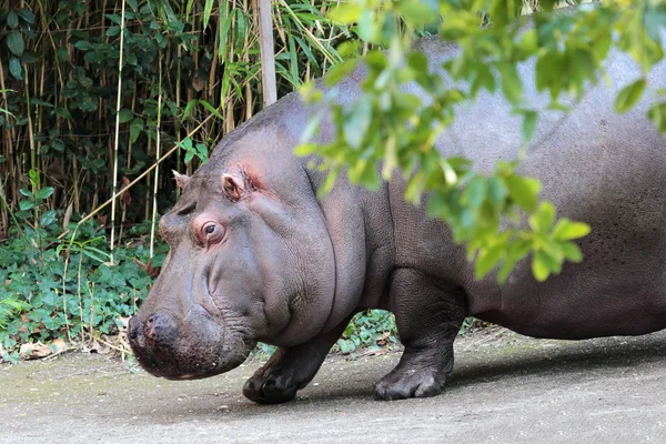 Portrait of a hippopotamus — Stock Photo, Image