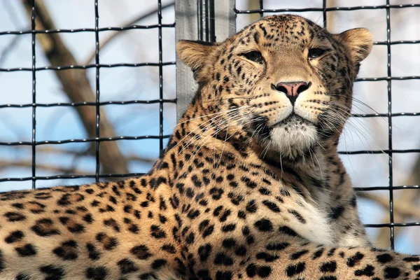 Леопард в клетке зоопарка — стоковое фото