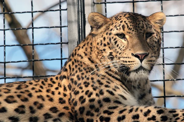 Leopard în cușca unei grădini zoologice — Fotografie, imagine de stoc