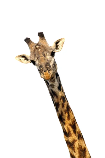 Giraffe geïsoleerd op wit — Stockfoto