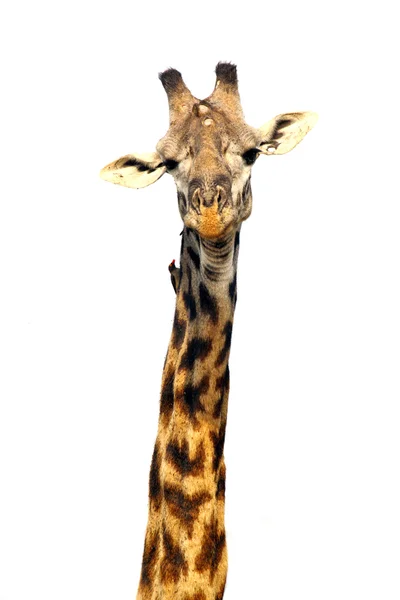 Girafe isolée sur blanc — Photo