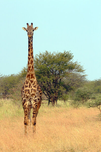 A Giraffe (Giraffa camelopardalis) in Serengeti National Park, Tanzania
