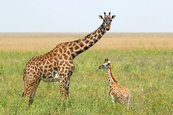 小长颈鹿和的母亲 — 图库照片