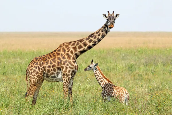 Girafa de bebê e mãe Imagens Royalty-Free