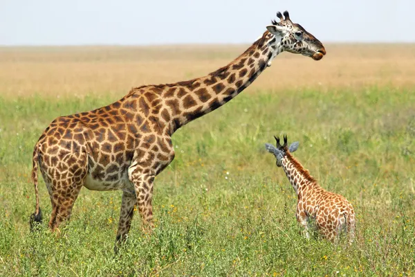 Baby giraffe and mother — Stock Photo, Image