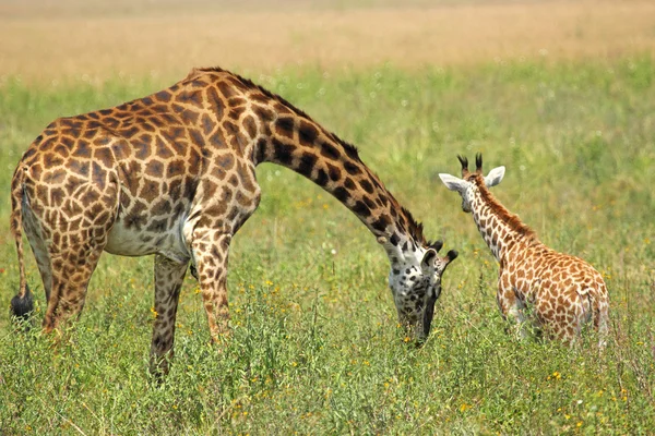 Μωρό καμηλοπάρδαλη και μητέρα — Φωτογραφία Αρχείου