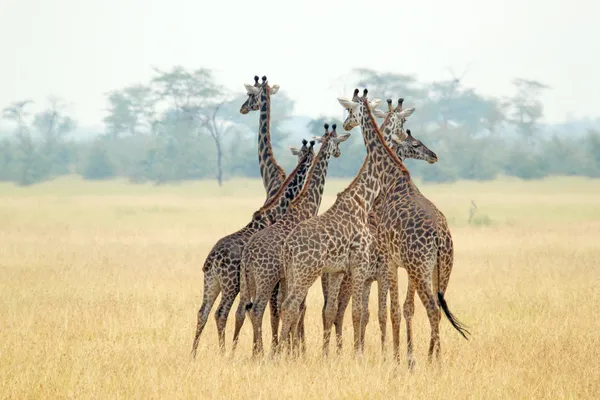 Giraffenherde — Stockfoto
