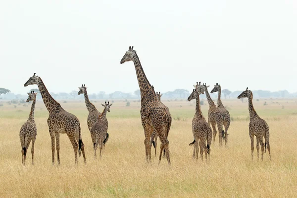 Giraffenherde — Stockfoto