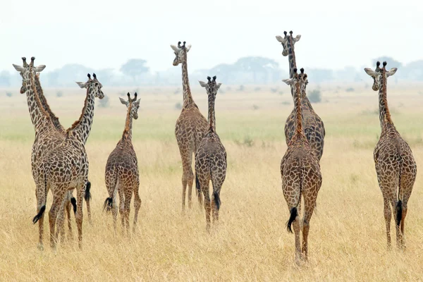 群的长颈鹿 — 图库照片