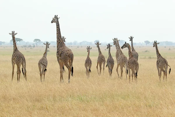 Giraffenherde — Stockfoto