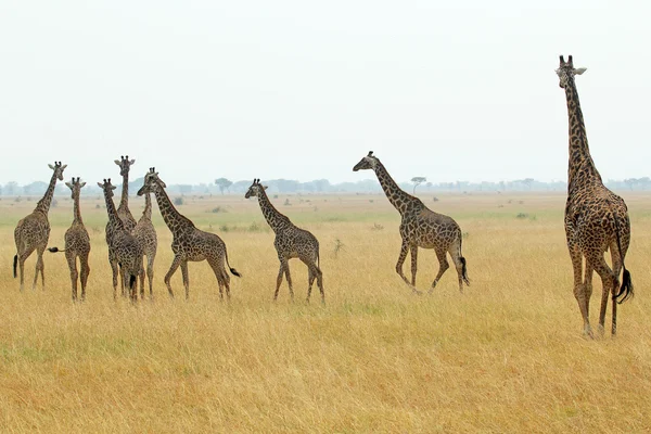 Стадо жирафов — стоковое фото
