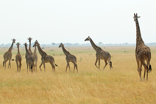 A group of giraffes (Giraffa camelopardalis) in Serengeti National Park, Tanzania