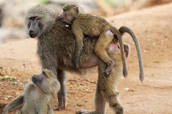 Family of olive baboons (Papio Anubis) — Stock Photo, Image