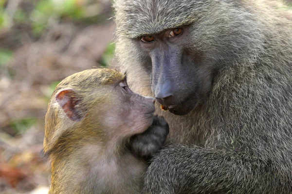 Baby and mother olive baboon (Papio Anubis) — Stock Photo, Image