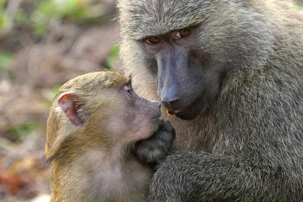 Bebé y madre babuino olivo (Papio Anubis ) — Foto de Stock