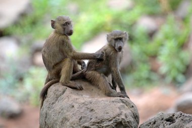 Damat genç zeytin Babunlar (Papio Anubis)