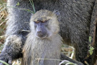 Genç zeytin maymun (Papio Anubis)