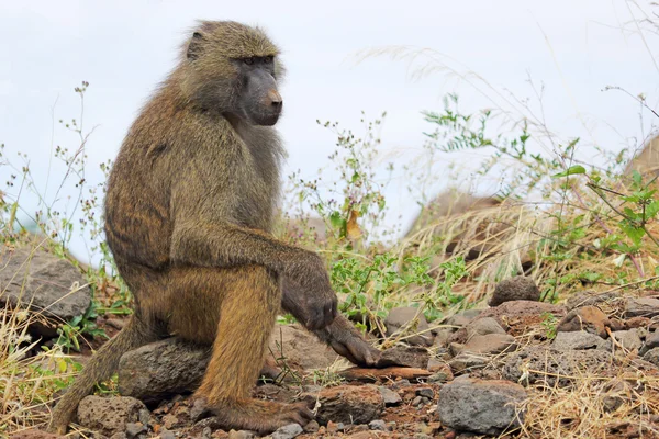 Olive baboon (Papio Anubis) sitting — Stock Photo, Image