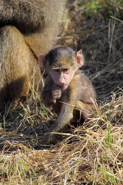 Babysitting oliv pavián (Papio Anubis) — Stock fotografie