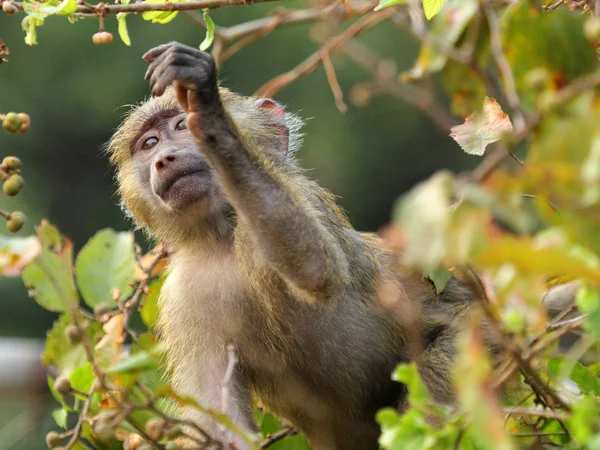 喂养的宝贝橄榄狒狒 (魈阿努比斯) — 图库照片