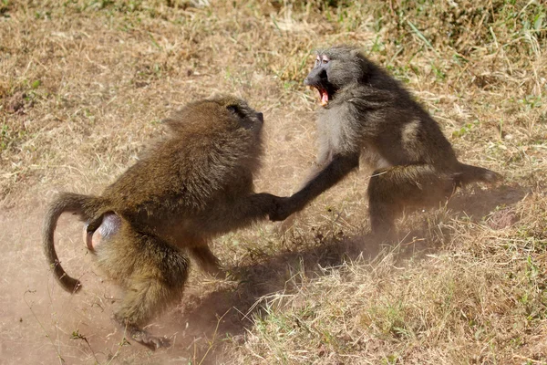 남성 올리브 개 코 원숭이 (Papio 아 누비 스) 싸움 — 스톡 사진