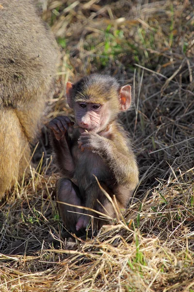 Babysitting oliv pavián (Papio Anubis) — Stock fotografie