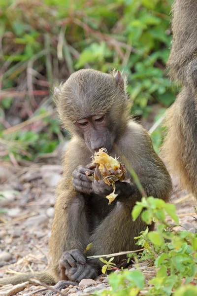 坐的宝贝橄榄狒狒 (魈阿努比斯) — 图库照片