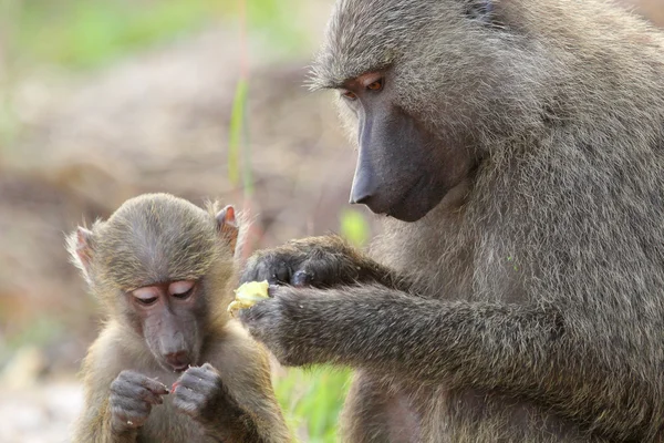 Bebé y madre babuino olivo (Papio Anubis ) — Foto de Stock