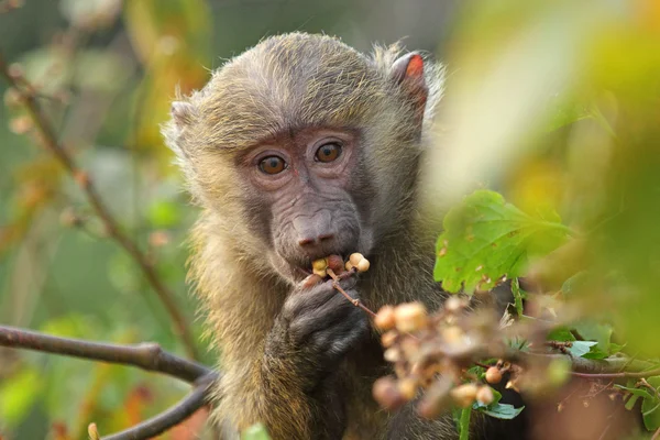 Portrait of baby olive baboon (Papio Anubis) — Stock Photo, Image