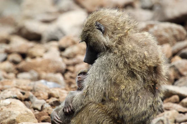 Baby and mother olive baboon (Papio Anubis) — Stock Photo, Image