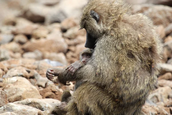 Baby and mother olive baboon (Papio Anubis) — Stock Photo, Image