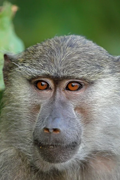 Retrato de babuíno azeitona (Papio Anubis ) — Fotografia de Stock