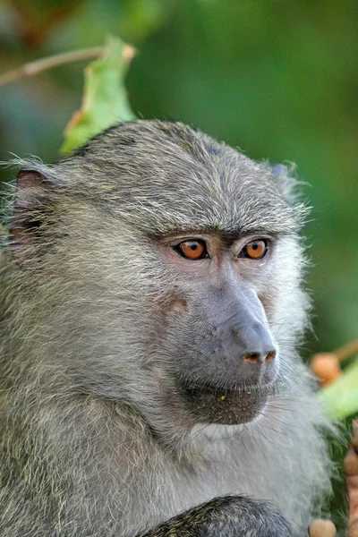 Portret van olijf baviaan (Papio Anubis) — Stockfoto