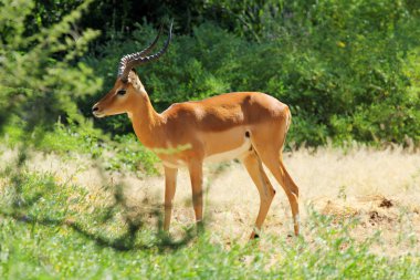 erkek Impala