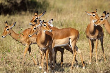 impala sürüsü