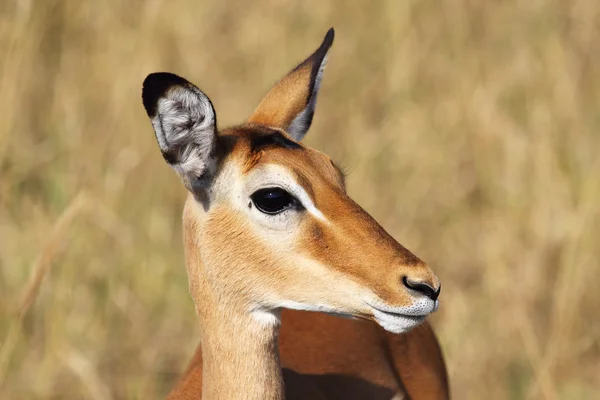 Portrait of female impala — Stock Photo, Image