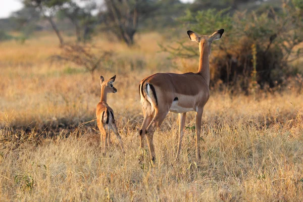 Baby impala met moeder — Stockfoto