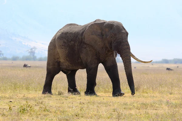アフリカ象 — ストック写真