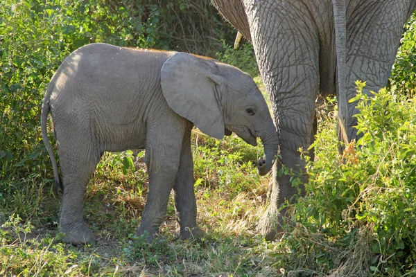 Bebé elefante africano — Foto de Stock