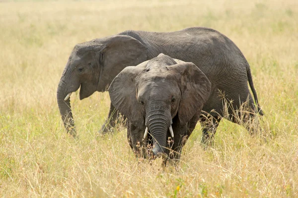 ช้างแอฟริกัน — ภาพถ่ายสต็อก