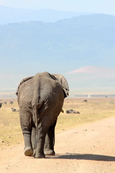 Afrikansk elefant — Stockfoto