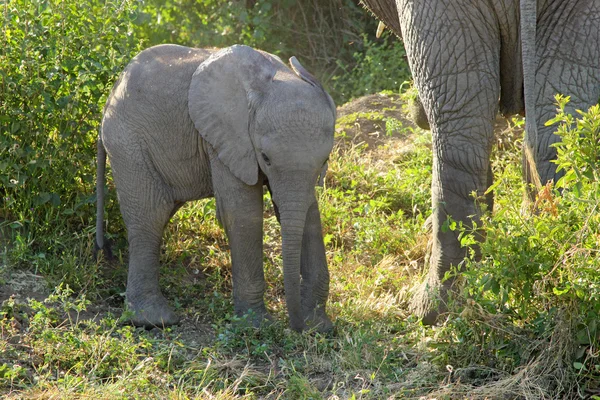 Baby african elephant — Stock Photo, Image