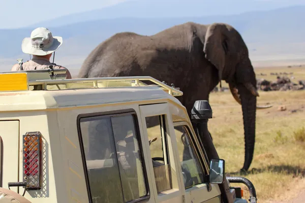 African elephant near a vehicle — Stock Photo, Image