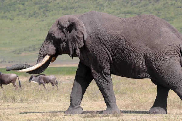 Elefante africano — Foto de Stock