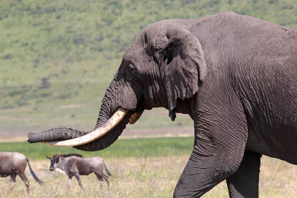 Elefante africano — Foto de Stock