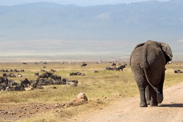 Afrikansk elefant och hjordar av gnuer — Stockfoto