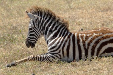 Bebek zebra yalan